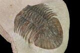 Metascutellum Trilobite - Very Pustulose #160906-5